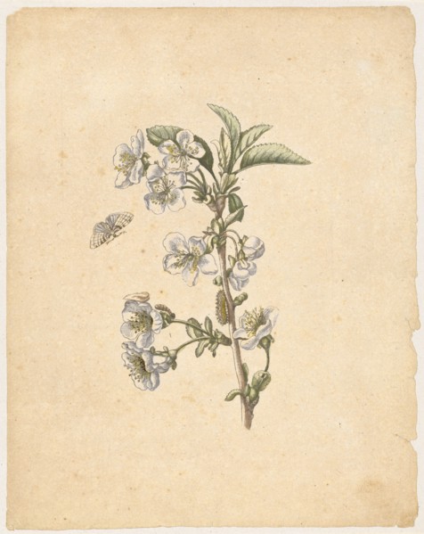 A sour cherry., Cerasus austera, florens (with spinner), 1679, colored overprint, laminated, leaf: