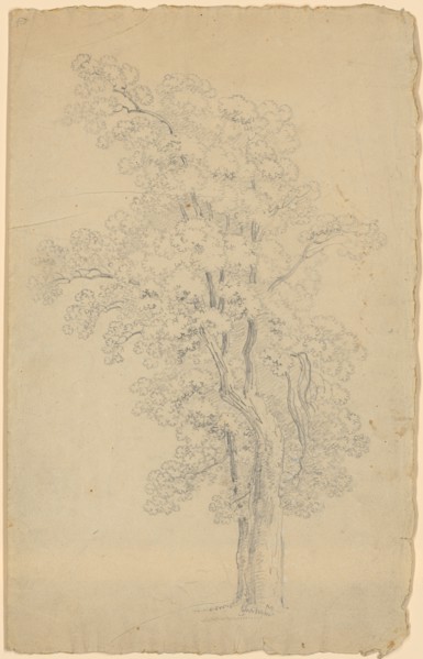 Deciduous tree with three main branches and high crown, pencil, leaf: 34.4 x 21.6 cm, not
