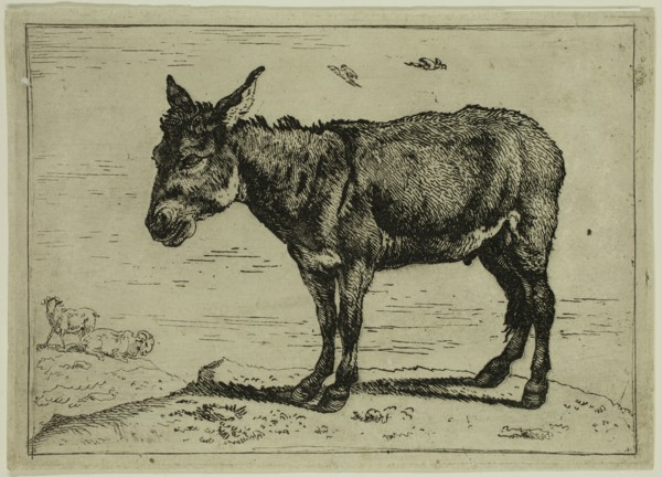 Govaert van der Leeuw, Dutch, 1645-1688, The Ass, 17th century, etching printed in black ink on