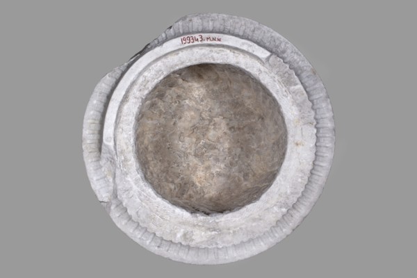 Urn of Gnaeus Pedanius Callistus with Latin inscription, unknown Roman workshop. A cylindrical urn