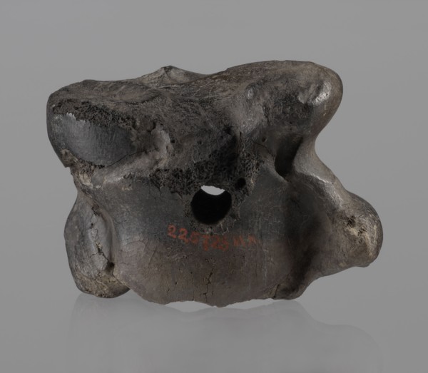 Cow astragal, Myrmekion Crimea, Crimea Ukraine, Hellenistic period, antiquity, bone condylo-talus