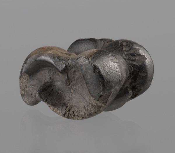 Cow astragal condylo-talus bone from a cow, with a regular hole drilled in the center. Hellenistic