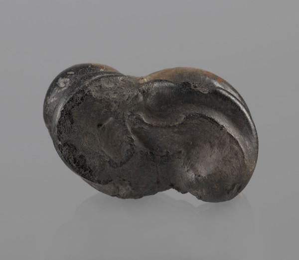 Cow astragal condylo-talus bone, with a regular hole drilled in the center., Myrmekion Crimea,