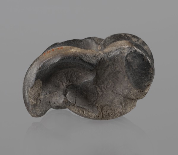 Cow astragal condylo-talus bone from a cow, with a regular hole drilled in the center. Materials: