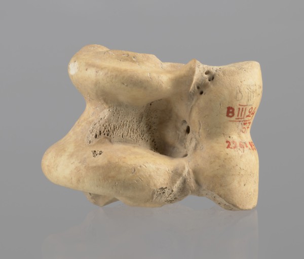 Astragalus condylo-talus bone of a cow, Myrmekion Crimea, Hellenistic period 323–30 BC, astragalus