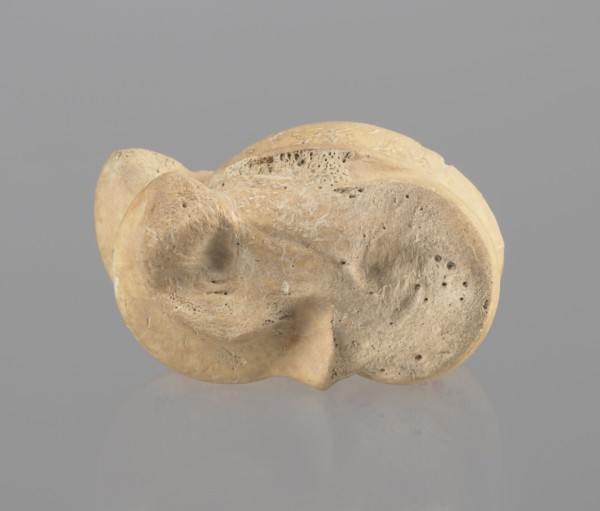 Astragalus of a cow, Myrmekion Crimea, Hellenistic period, astragalus condylo-talus bone of a cow,