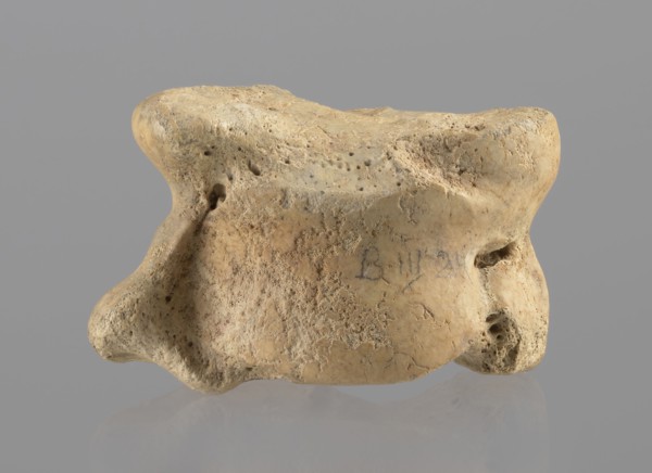 Cow astragal, Myrmekion Crimea, Hellenistic period, antiquity, bones, cow astragal condylo-talus