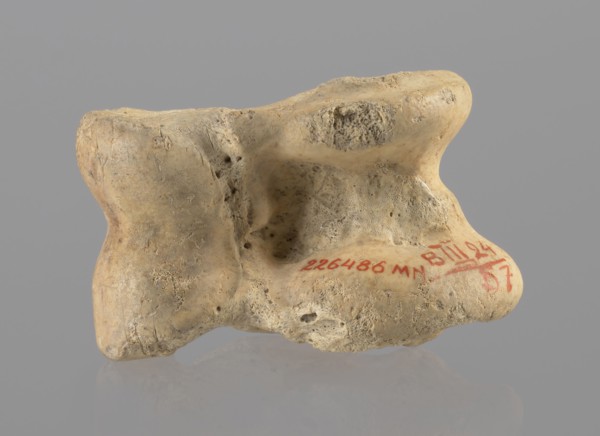 Cow astragal, Myrmekion Crimea, Hellenistic period, antiquity, bones, cow astragal condylo-talus