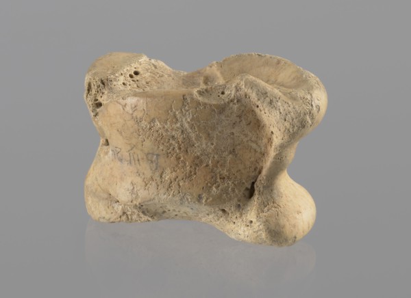 Cow astragal, Myrmekion Crimea, Hellenistic period, antiquity, bone condylo-talus of a cow, 332–30