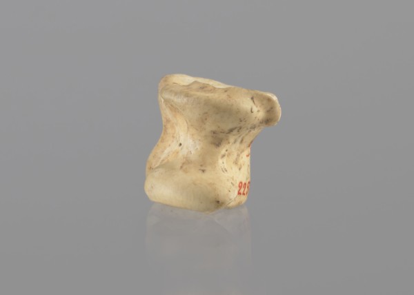 Goat astragal, Myrmekion Crimea; astragal condylo-talus bone from goat; bones; antiquity; 332–30