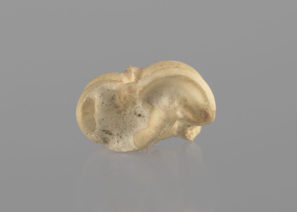 Goat astragal, Myrmekion Crimea, astragal condylo-talus bone, bones, antiquity; Polish excavations