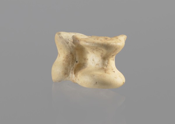 Goat astragal, Myrmekion Crimea, astragal condylo-talus bone from a goat, bones, antiquity; 332–30