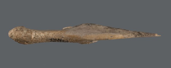 Awl, An awl made of unworked animal bone with a sharpened end used for piercing materials fabrics