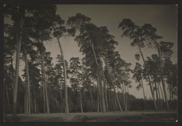 Forest near Kalwaria, photographed by Jan Bulhak 1876–1950. Pines, circa 1934. Photograph, nature