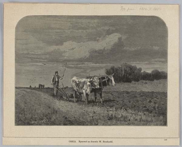 Ploughing; painting/woodcut illustration depicting oxen ploughing a cultivated field with harrows