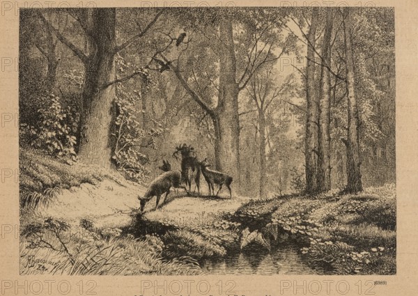 On the lek; title page illustration, 1885. Woodcut by Feliks Brzozowski 1836–1892. Illustration of