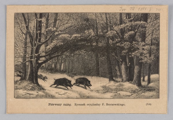 First snow; woodcut illustration after Feliks Brzozowski by Julia Krajewska, 1885. Depicts wild