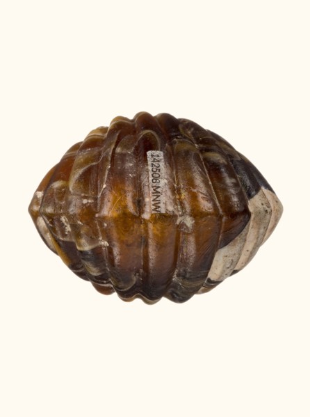 Balsamarium in the shape of a double shell, 2nd–3rd century AD, vessel, height 7.1 cm, A rounded,