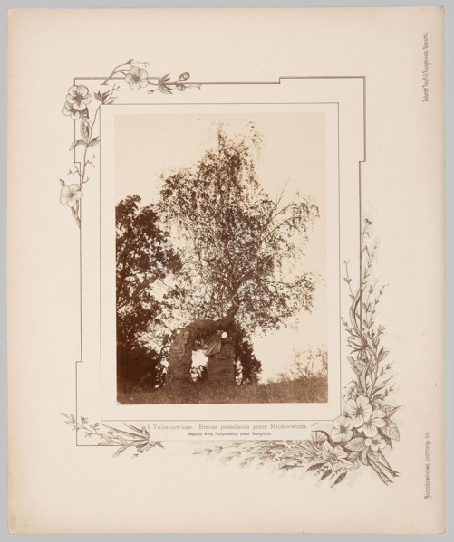 Tuhanovichi. Birch tree planted by Adam Mickiewicz. Photographic print glued onto lithographed