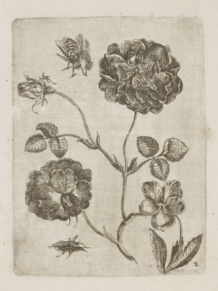 Floral arrangement; Tobias Frankenberger 1627–1664, young engraver/author; German; Alsace France,