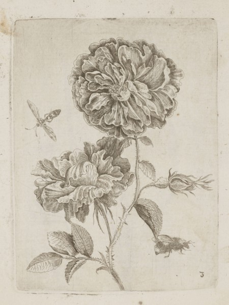 Floral arrangement; Tobias Frankenberger 1627–1664, engraver; German Alsace, France; flowers,