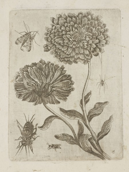 Floral arrangement; Tobias Frankenberger 1627–1664, young, engraver; German; flowers; Alsace