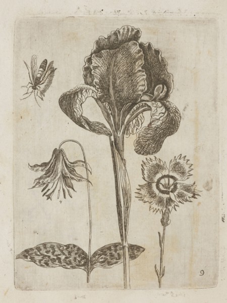 Floral arrangement; Tobias Frankenberger 1627–1664, young; engraver/author; German culture, Alsace