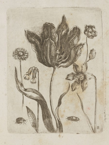 Floral arrangement, Tobias Frankenberger 1627–1664, young, engraver; German; Strasbourg; flowers,