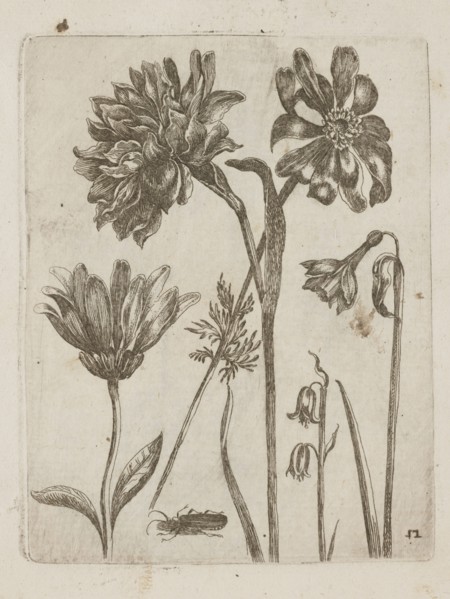 Floral arrangement, Tobias Frankenberger 1627–1664; young, engraver; German Alsace/Strasbourg, 1662