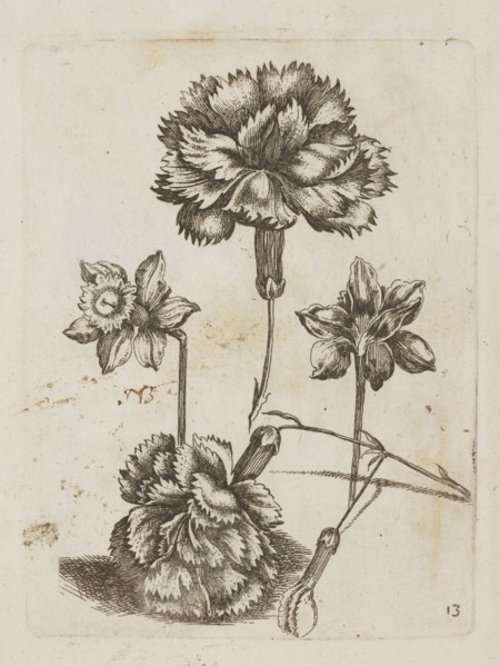 Floral arrangement, Tobias Frankenberger 1627–1664, young, engraver/author. Flowers daffodils,