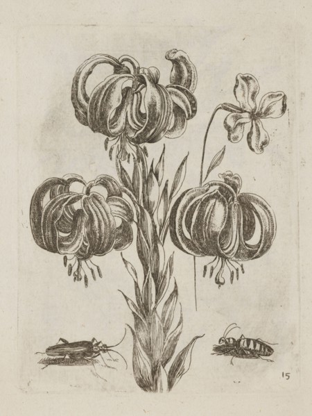Floral arrangement, Tobias Frankenberger 1627–1664, engraver; German; flowers; Alsace Strasbourg,