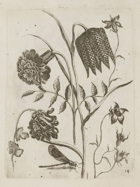 Floral arrangement, Tobias Frankenberger 1627–1664, engraver, German, 1662. Ink/engraving on paper,