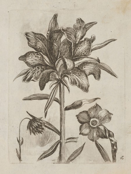 Floral arrangement; Tobias Frankenberger 1627–1664, engraver; German; 1662; album; flowers lilies,