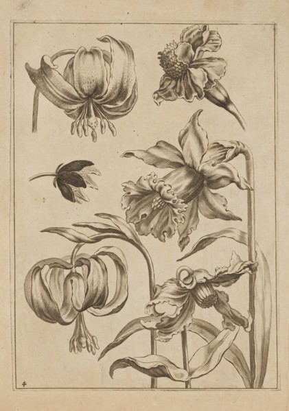 Floral composition; Jeremias Falck ca. 1609–1677, engraver; Frederik de Wit ca. 1630–1706, younger,