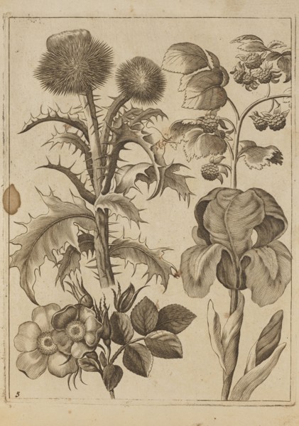 Flower arrangement; Frederik de Wit ca. 1630–1706, young creator; Jeremias Falck ca. 1609–1677