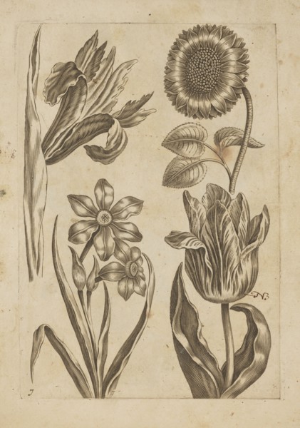 Floral composition; creator: Frederik de Wit ca. 1630–1706, young; engraver: Jeremias Falck ca.