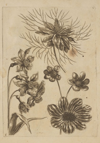 Floral composition; artist: Frederik de Wit ca. 1630–1706, young; engraver: Jeremias Falck ca.