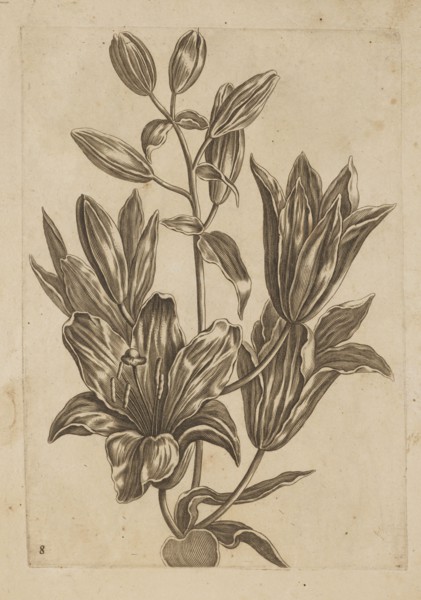 Floral arrangement by Frederik de Wit ca. 1630–1706, young, engraved by Jeremias Falck ca.