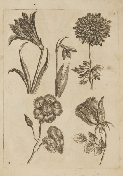 Floral composition; Frederik de Wit ca. 1630–1706 young; engraver Jeremias Falck ca. 1609–1677;