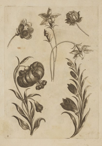 Floral composition; Jeremias Falck ca. 1609–1677, engraver; Frederik de Wit ca. 1630–1706,