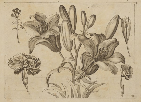 Floral composition; creator: Frederik de Wit ca. 1630–1706, young; engraver: Jeremias Falck ca.