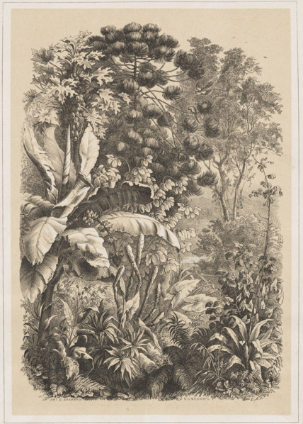 Interior of the Rainforest. Lithograph by EAS (Russian lithographer; fl. ca. 1850–1870). Line