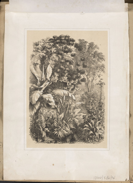 Interior of the Rainforest. Lithograph by EAS (Russian lithographer; fl. ca. 1850–1870), printed at