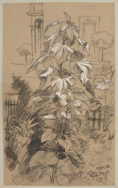 Plant study; Hans Thoma (1839–1924), draughtsman; plants, gardens, plant studies; German drawing,
