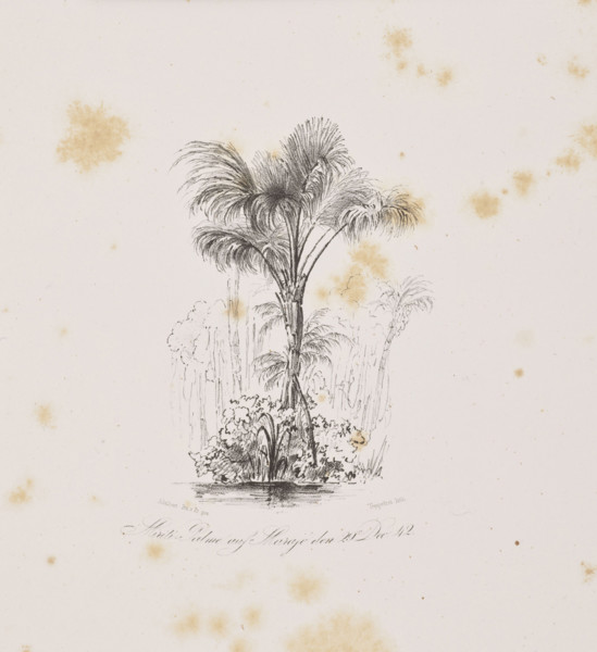 1) Miriti palms on Marajo Island, December 29, 1842; 2) Passiuba palm and vines on the island of
