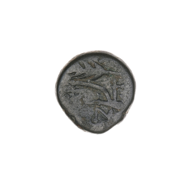 bronze coin, Pantikapaion; obverse: bull's head 3/4 to the right; reverse: plough to the left,
