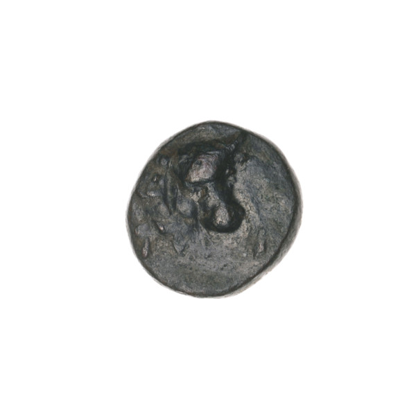 bronze coin, Pantikapaion, ears of corn, bull's head (iconographic), plows, Black Sea, bulls,