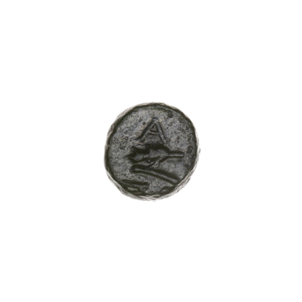 bronze coin, Pantikapaion; obverse: bull's head 3/4 to the right; reverse: plough to the left,