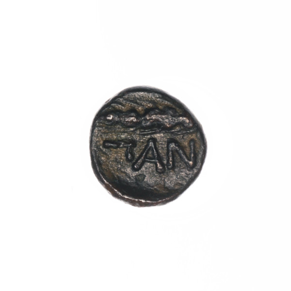 Bronze coin, Pantikapaion; obverse: head of Apollo to the right, ear of corn to the left,