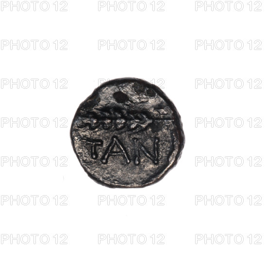 bronze coin, Pantikapaion, ears of corn, head of Apollo (iconographic), Black Sea, Apollo